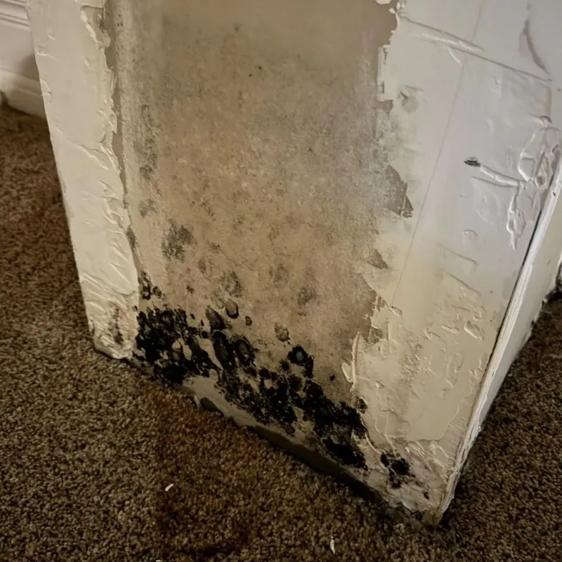 Professional Mold Removal in Woodstock, AL